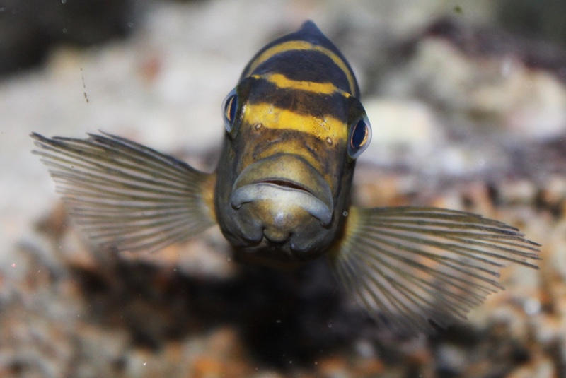 Pseudotropheus crabro